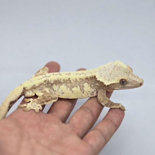 릴리100%헷아잔틱 100%헷아잔틱