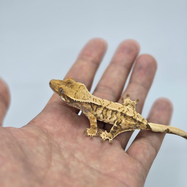 트라이 바브 익스트림할리퀸