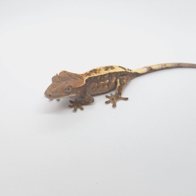 세이블 100%헷아잔틱