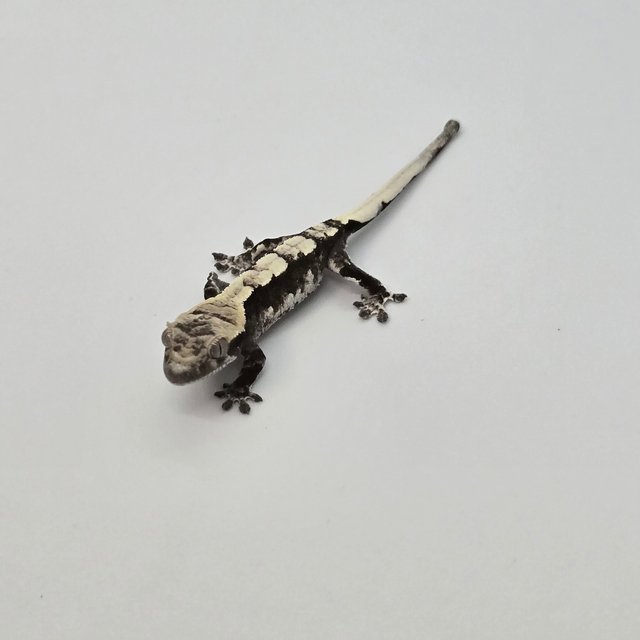 아잔틱