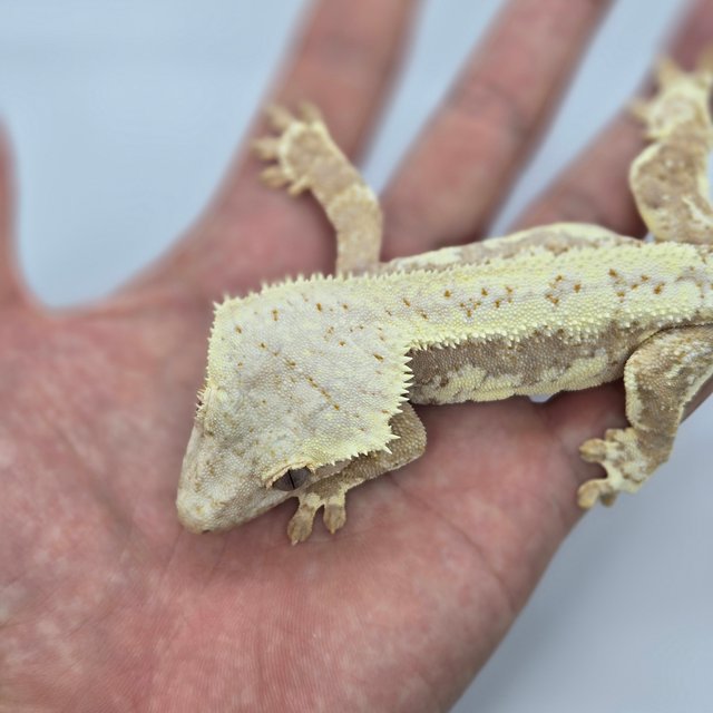 릴리100%헷아잔틱 100%헷아잔틱