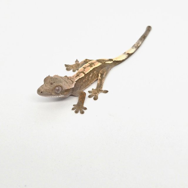 세이블 100%헷아잔틱