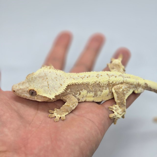 릴리100%헷아잔틱 100%헷아잔틱