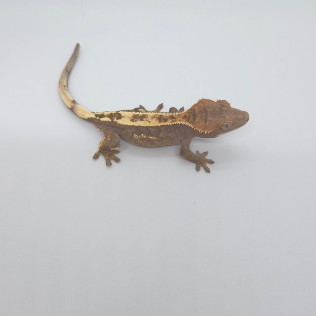 세이블 100%헷아잔틱