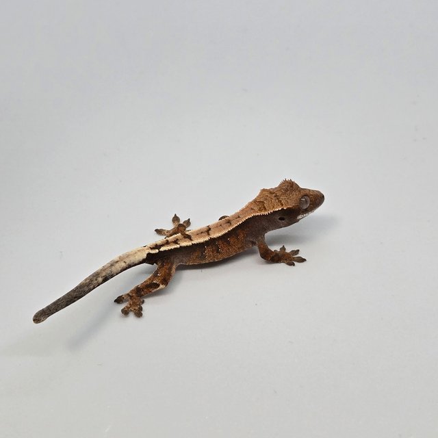 세이블 100%헷아잔틱