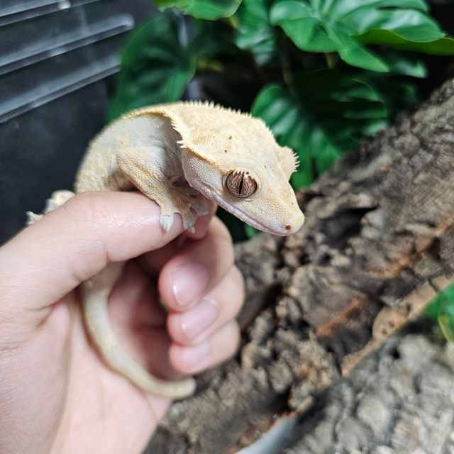 100%헷아잔틱