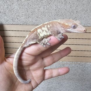 츄미