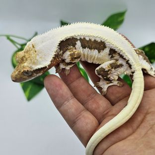 은비
