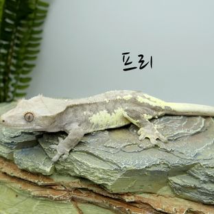 프리