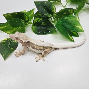 통통