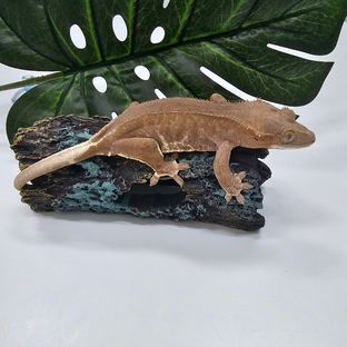 루키