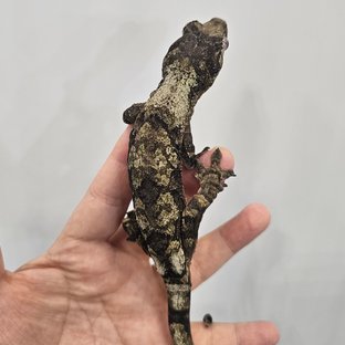 파인아일랜드 화이트카라