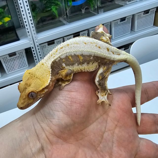 릴리화이트 트라이
