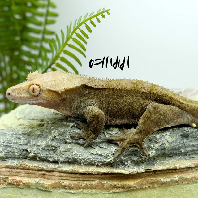 카푸치노