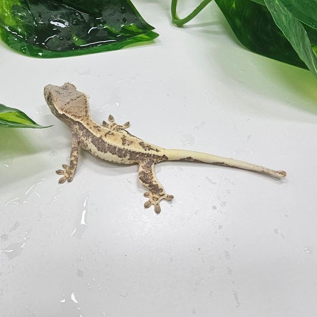 프라푸치노