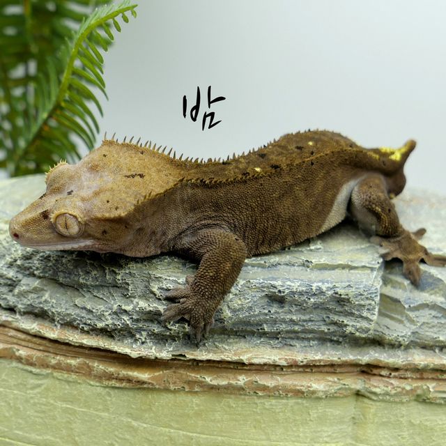 카푸치노