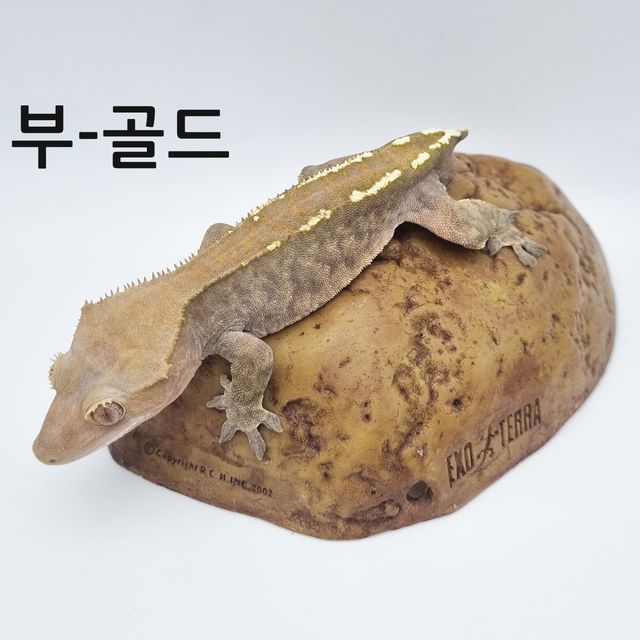 카푸치노