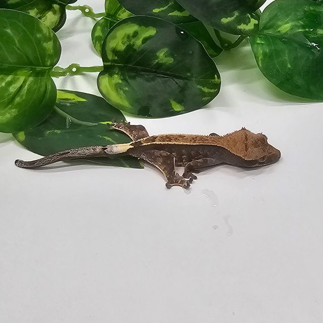 카푸치노