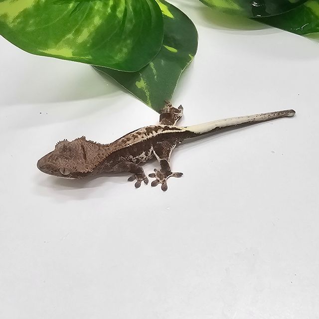 프라푸치노