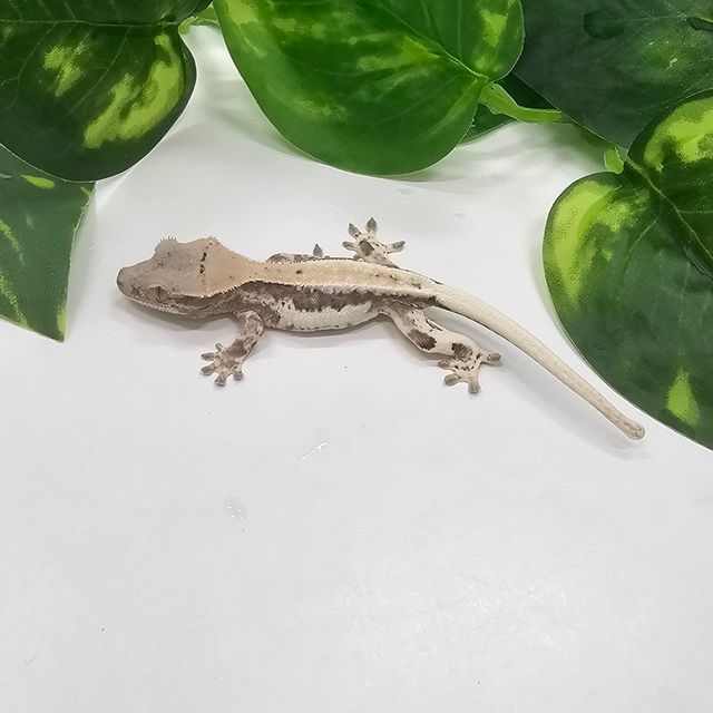 프라푸치노