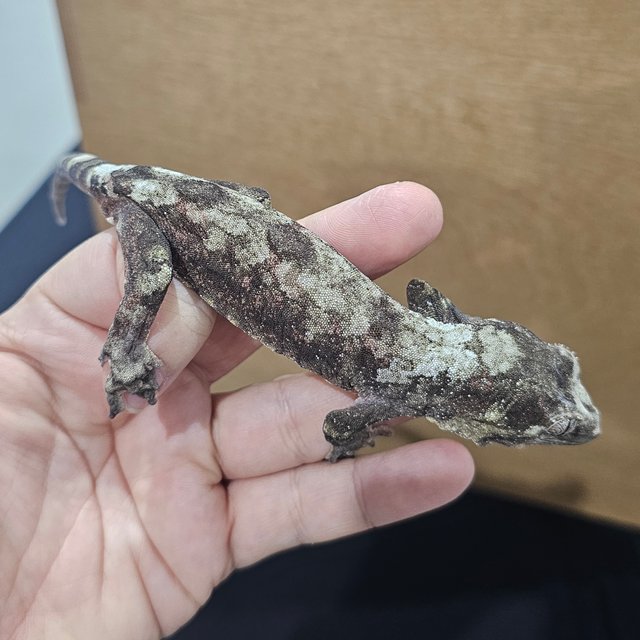 파인아일랜드 화이트카라