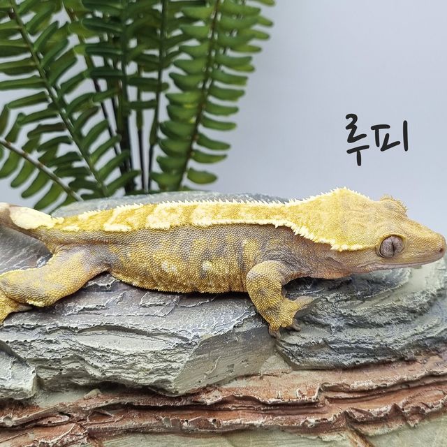 노멀 트라이