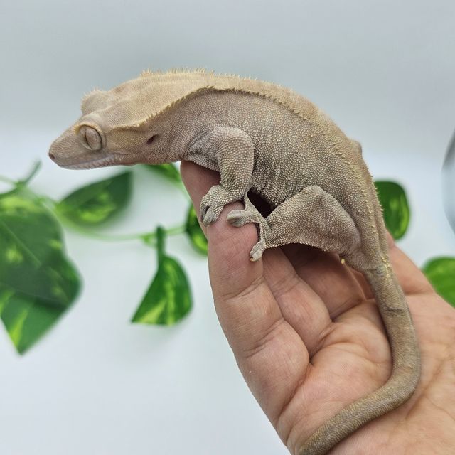 카푸치노