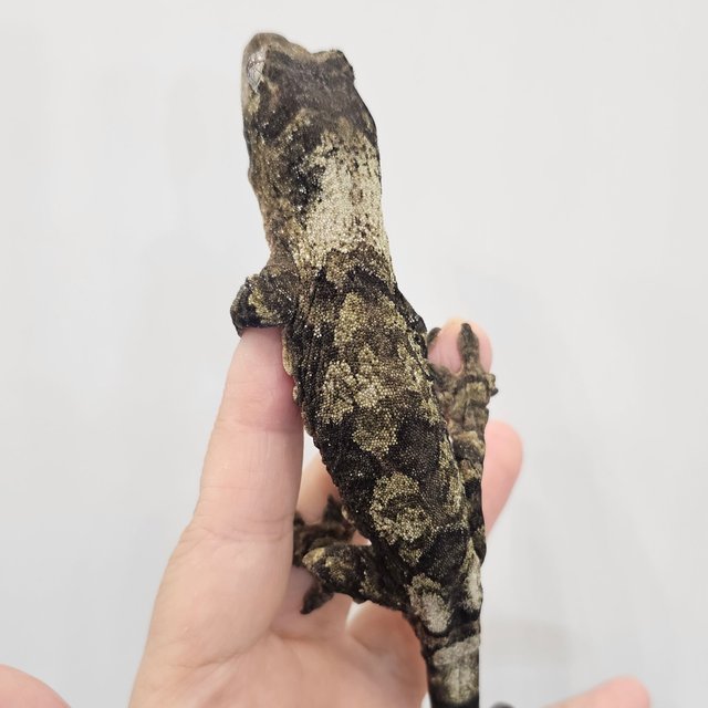 파인아일랜드 화이트카라