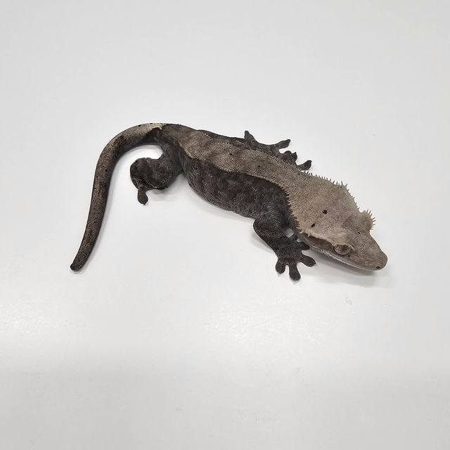 카푸치노
