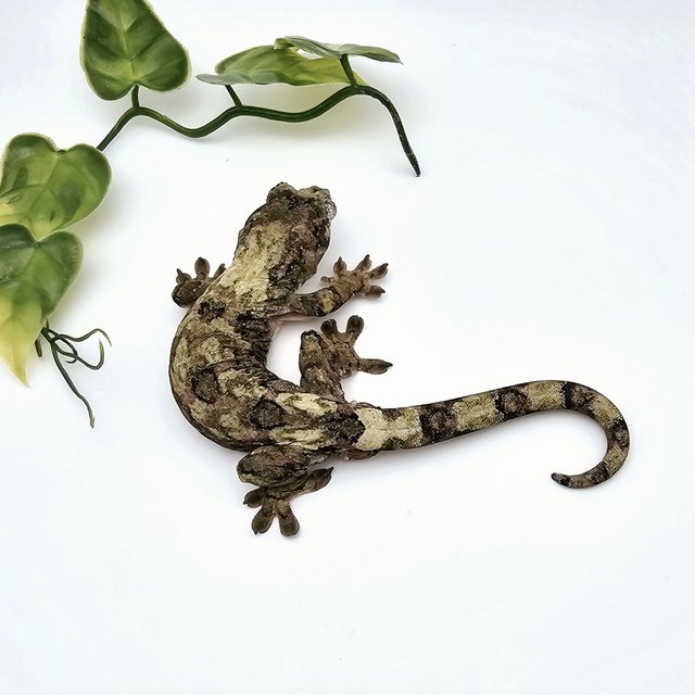 파인아일랜드 화이트카라