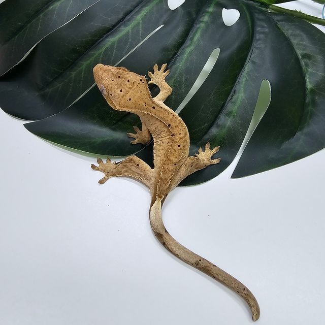 100%헷아잔틱