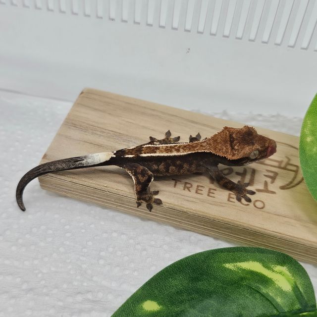 카푸치노