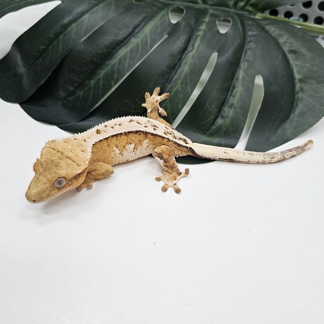 크림시클