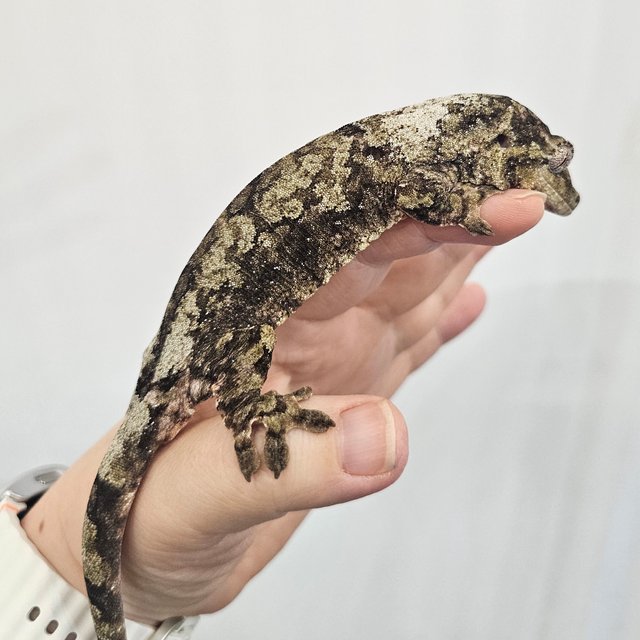 파인아일랜드 화이트카라