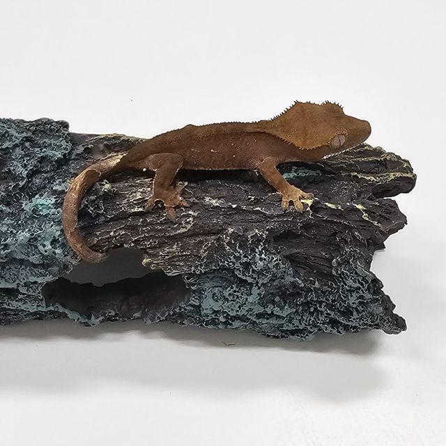 100%헷아잔틱