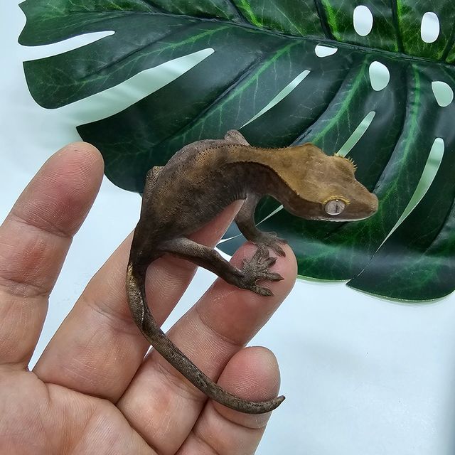 100%헷아잔틱 패턴리스 다크