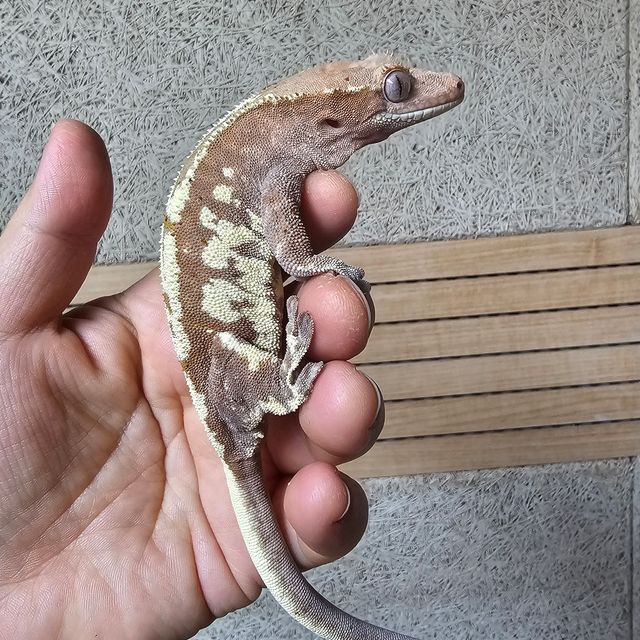 프라푸치노 레드