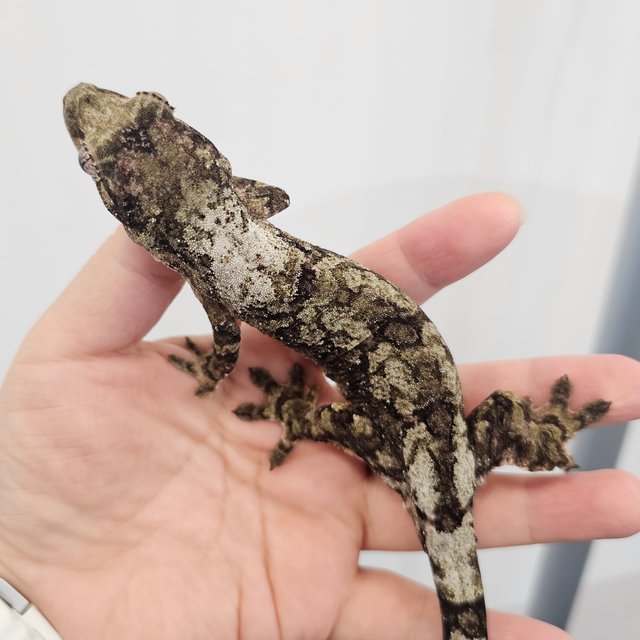 파인아일랜드 화이트카라