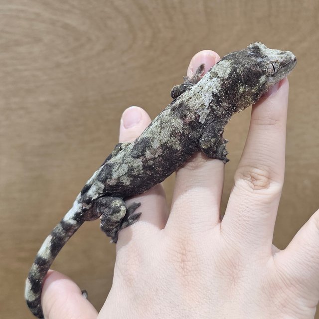 파인아일랜드 화이트카라