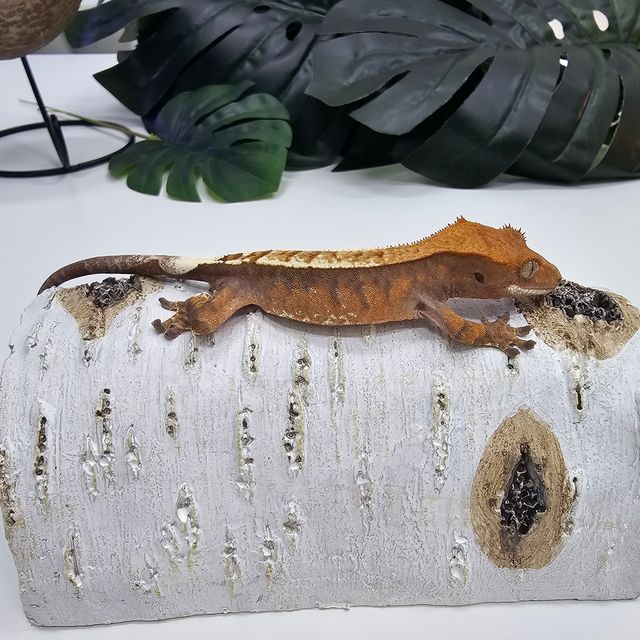 카푸치노 텐저린
