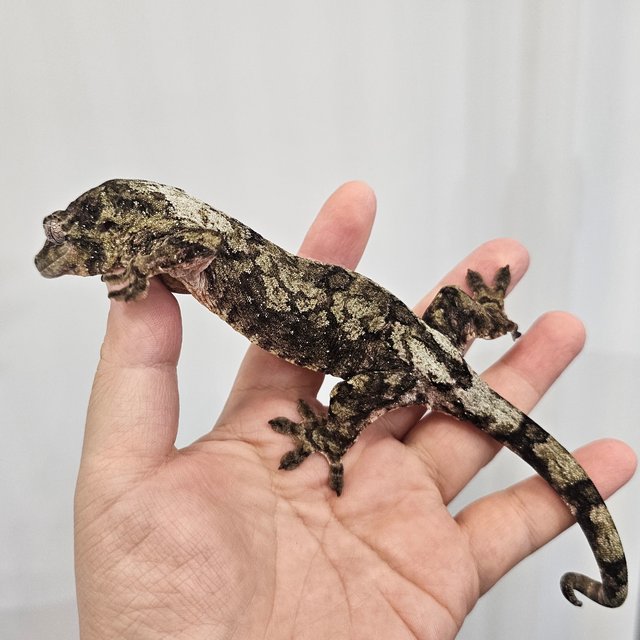 파인아일랜드 화이트카라