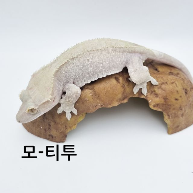카푸치노