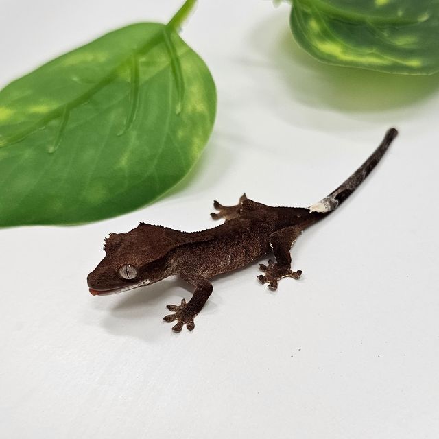 카푸치노 팬텀