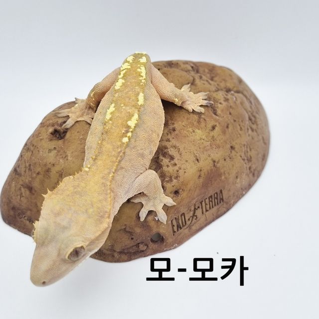 카푸치노