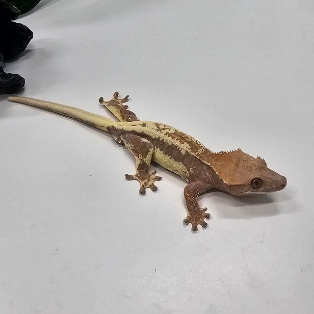 프라푸치노