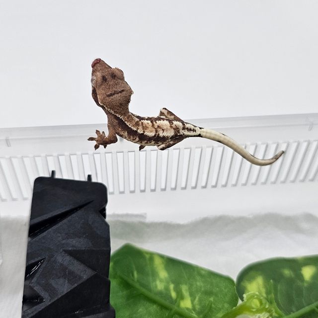 프라푸치노