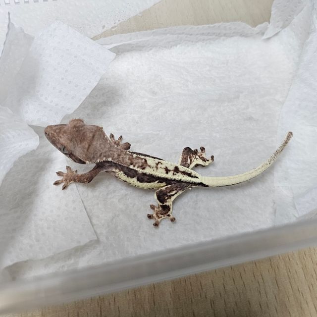 프라푸치노