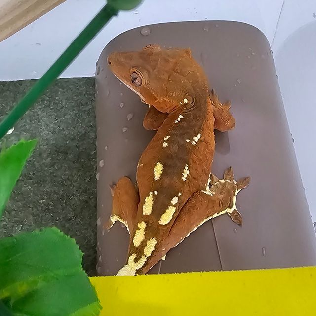 카푸치노 텐저린