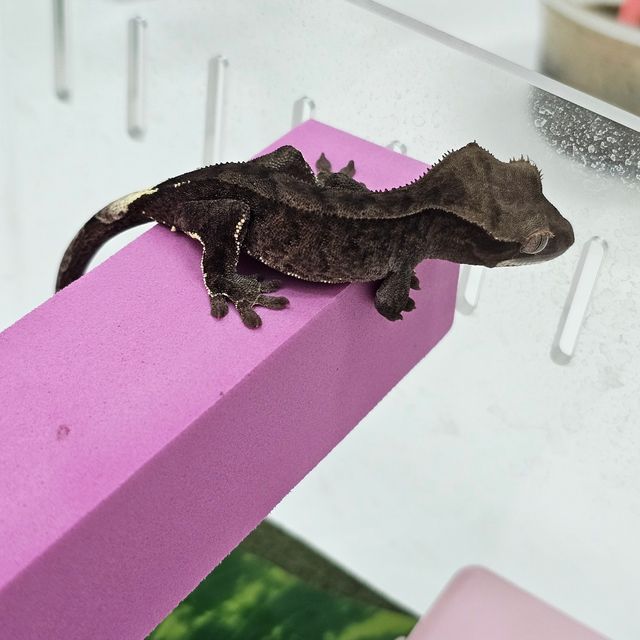 카푸치노 팬텀 다크