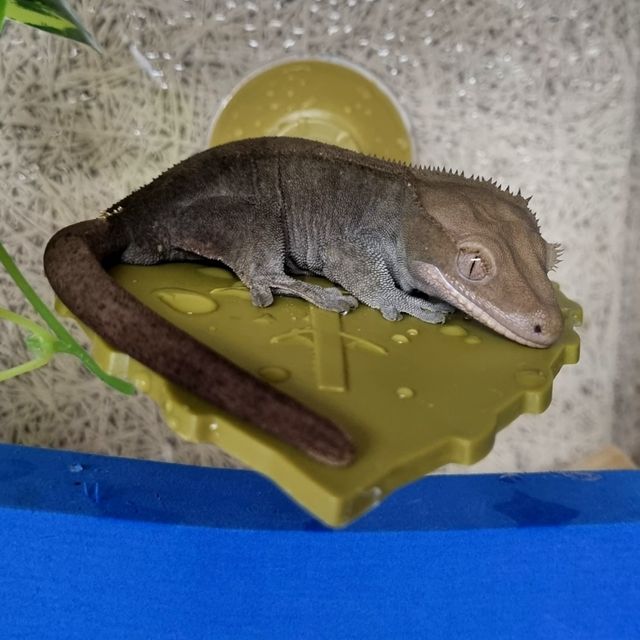 카푸치노 패턴리스 다크